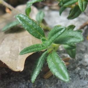 Photographie n°828354 du taxon Helianthemum italicum var. alpestre (Jacq.) Gren. [1848]