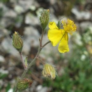 Photographie n°828358 du taxon Helianthemum italicum var. alpestre (Jacq.) Gren. [1848]