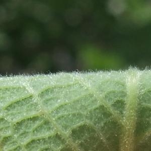 Salix laggeri Wimm. (Saule blanchâtre)