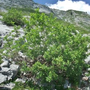 Photographie n°828526 du taxon Salix laggeri Wimm. [1854]