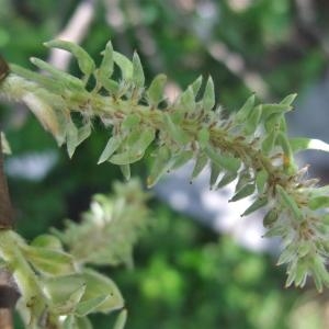 Photographie n°828531 du taxon Salix laggeri Wimm. [1854]