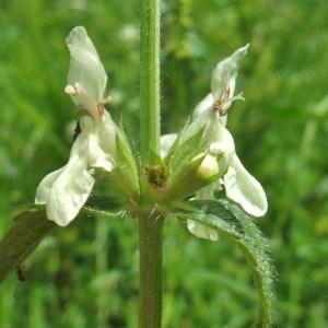 Photographie n°828552 du taxon Stachys recta L. [1767]