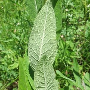 Photographie n°828560 du taxon Verbascum lychnitis L. [1753]