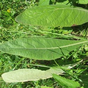 Photographie n°828561 du taxon Verbascum lychnitis L. [1753]