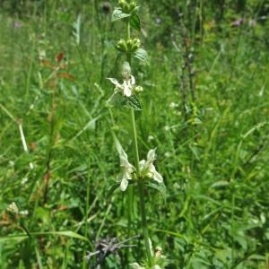 Photographie n°828562 du taxon Stachys recta L. [1767]