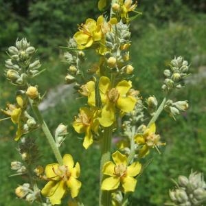 Photographie n°828567 du taxon Verbascum lychnitis L. [1753]