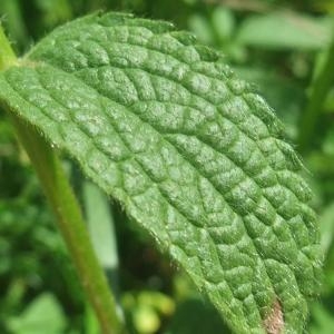 Photographie n°828576 du taxon Stachys recta L. [1767]