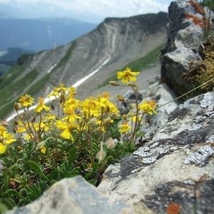 Photographie n°828591 du taxon Helianthemum italicum var. alpestre (Jacq.) Gren. [1848]