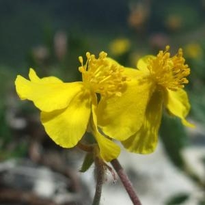 Photographie n°828594 du taxon Helianthemum italicum var. alpestre (Jacq.) Gren. [1848]