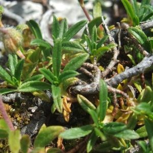 Photographie n°828595 du taxon Helianthemum italicum var. alpestre (Jacq.) Gren. [1848]