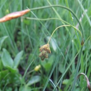 Photographie n°828641 du taxon Carex limosa L. [1753]