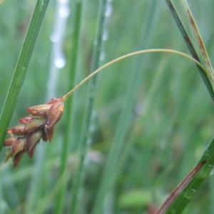 Photographie n°828642 du taxon Carex limosa L. [1753]