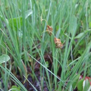 Photographie n°828647 du taxon Carex limosa L. [1753]