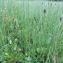  Yoan Martin - Equisetum palustre L. [1753]