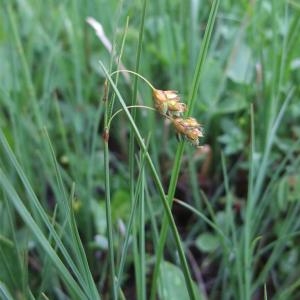 Photographie n°828652 du taxon Carex limosa L. [1753]