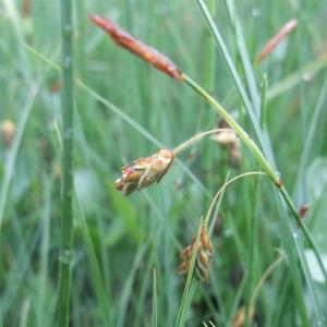 Photographie n°828655 du taxon Carex limosa L. [1753]