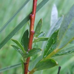 Photographie n°828682 du taxon Salix repens L. [1753]