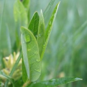 Photographie n°828685 du taxon Salix repens L. [1753]