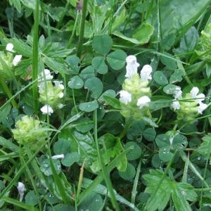 Photographie n°828716 du taxon Prunella vulgaris L. [1753]