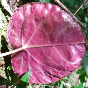 Photographie n°828733 du taxon Cyclamen purpurascens Mill. [1768]