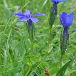 Photographie n°828745 du taxon Gentiana bavarica L. [1753]