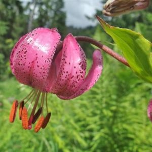 Photographie n°828758 du taxon Lilium martagon L.