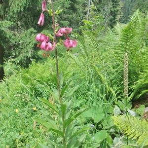 Photographie n°828781 du taxon Lilium martagon L.