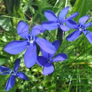 Photographie n°828783 du taxon Gentiana bavarica L. [1753]