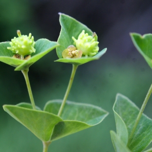 Photographie n°828858 du taxon Euphorbia flavicoma subsp. verrucosa (Fiori) Pignatti [1973]