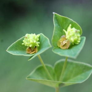 Photographie n°828859 du taxon Euphorbia flavicoma subsp. verrucosa (Fiori) Pignatti [1973]