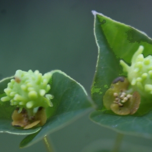 Photographie n°828862 du taxon Euphorbia flavicoma subsp. verrucosa (Fiori) Pignatti [1973]