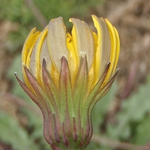Photographie n°829061 du taxon Asteraceae 