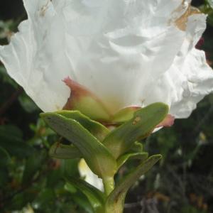 Photographie n°829075 du taxon Cistus ladanifer subsp. sulcatus (Demoly) P.Monts. [1991]