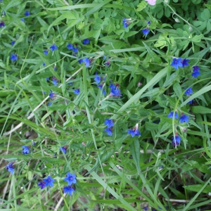 Photographie n°829121 du taxon Buglossoides purpurocaerulea (L.) I.M.Johnst. [1954]