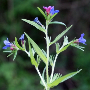 Photographie n°829122 du taxon Buglossoides purpurocaerulea (L.) I.M.Johnst. [1954]