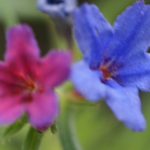 Photographie n°829124 du taxon Buglossoides purpurocaerulea (L.) I.M.Johnst. [1954]
