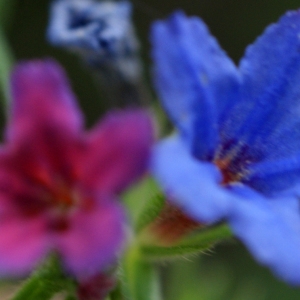 Photographie n°829125 du taxon Buglossoides purpurocaerulea (L.) I.M.Johnst. [1954]