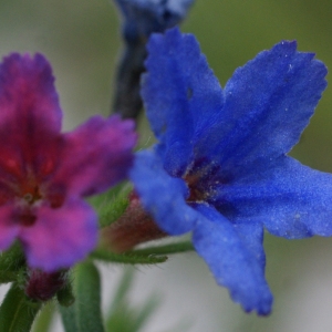Photographie n°829126 du taxon Buglossoides purpurocaerulea (L.) I.M.Johnst. [1954]