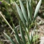  Liliane Roubaudi - Lathyrus filiformis (Lam.) J.Gay [1857]