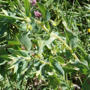 Photographie n°829188 du taxon Cerinthe minor L. [1753]