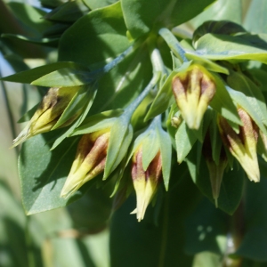 Cerinthe glabra Scop. ex Nyman (Petit Cérinthe)