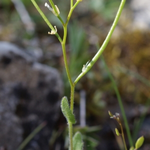 Photographie n°829251 du taxon Arabis auriculata Lam. [1783]