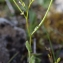  Liliane Roubaudi - Arabis auriculata Lam. [1783]