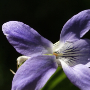 Photographie n°829255 du taxon Viola riviniana Rchb. [1823]