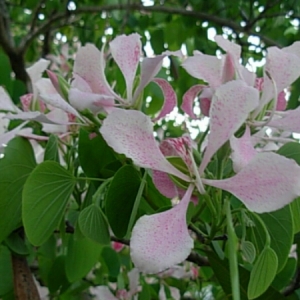 Photographie n°829301 du taxon Bauhinia monandra Kurz