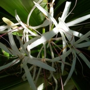 Photographie n°829310 du taxon Crinum asiaticum L.