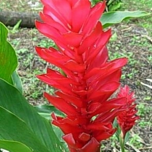 Photographie n°829408 du taxon Alpinia purpurata Vieill. ex K. Schum.