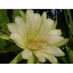 Cereus hexagonus (L.) Mill.