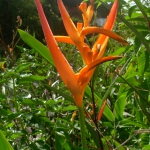 Photographie n°829438 du taxon Heliconia psittacorum L. f.