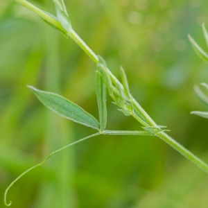  - Lathyrus pratensis L. [1753]